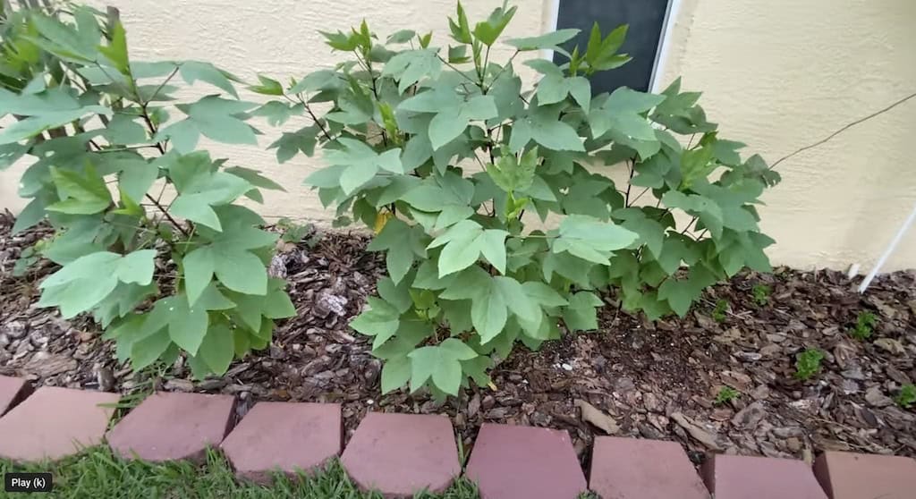 Roselle plant